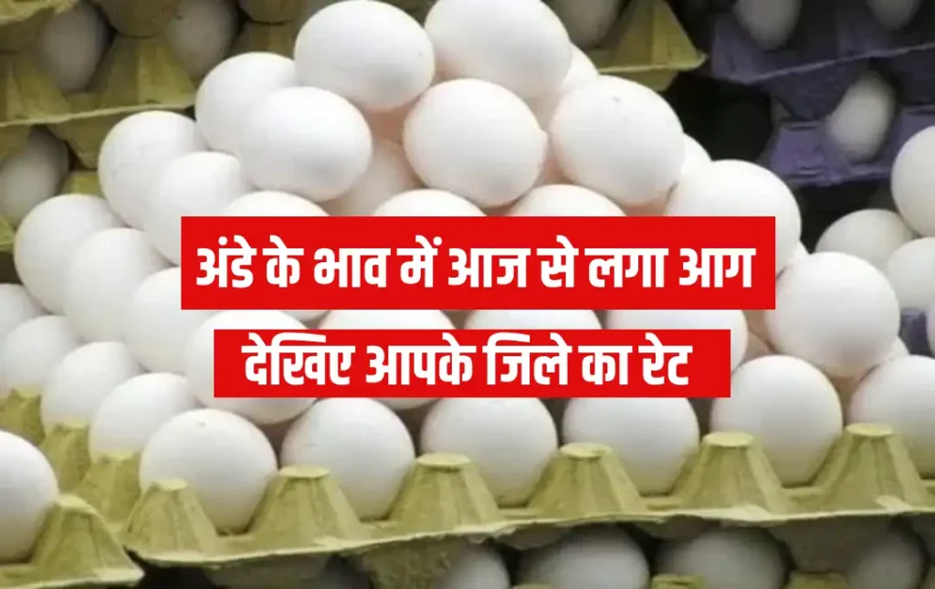 Egg Rate Hindi